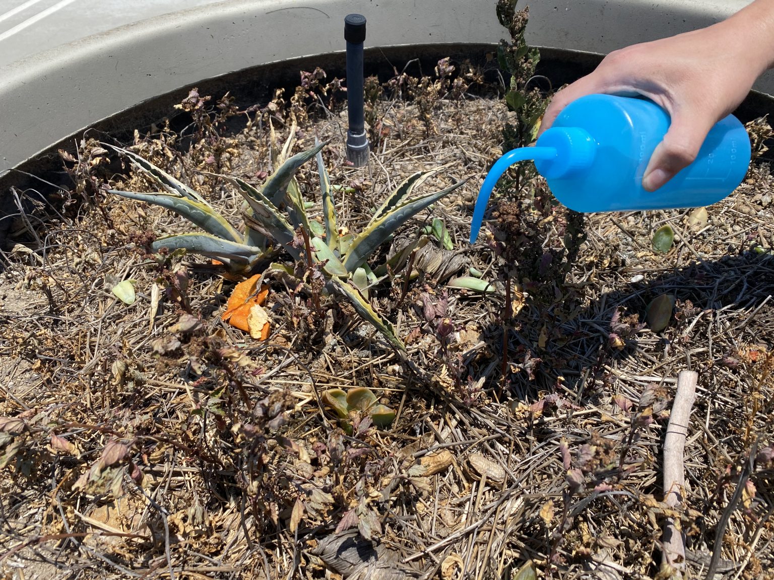 The Soil Is Healthier, It Took A Year – Dr. Plastic Picker